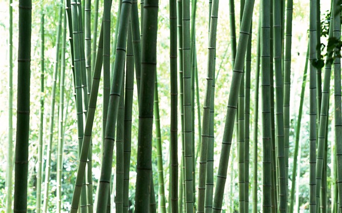 Зеленый бамбук обои #12