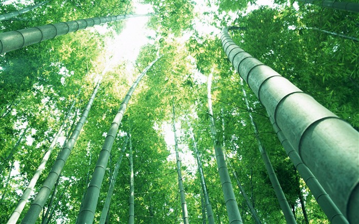 Papel tapiz verde de bambú #14
