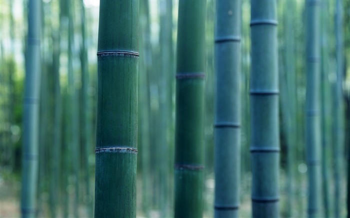 Зеленый бамбук обои #15