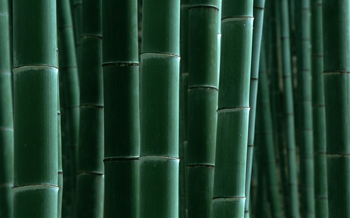 Зеленый бамбук обои #16