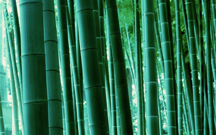Зеленый бамбук обои #17