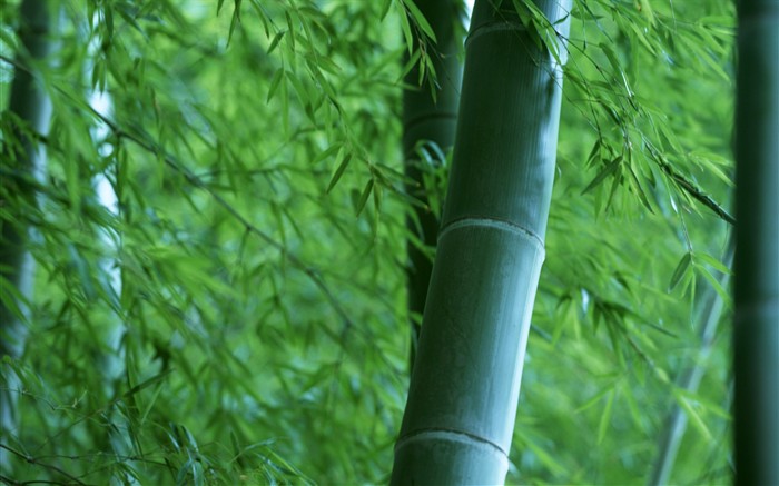 Papel tapiz verde de bambú #19