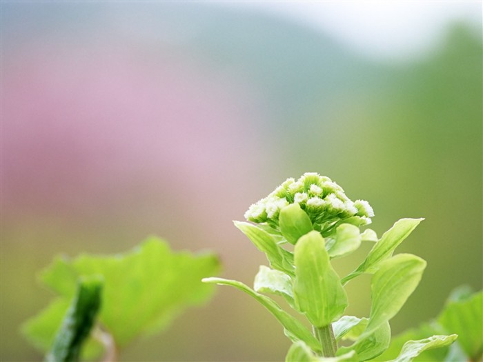 山花烂漫壁纸专辑2