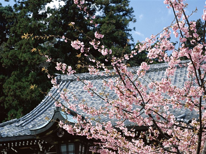 Kyoto, Japon, Fonds d'écran Paysage #14