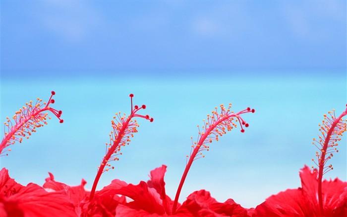 Maldivas agua y el cielo azul #8