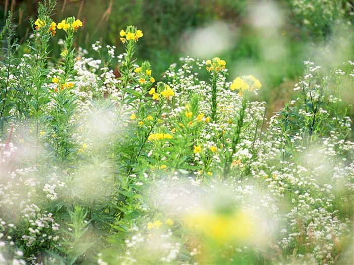Wildflower Hintergrundbilder #4