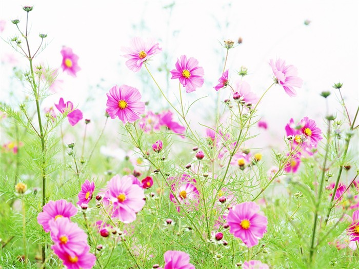 Wildflower Hintergrundbilder #5