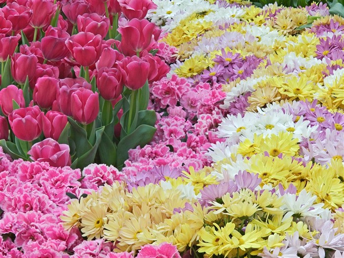 Beautiful Flowers wallpaper (1) #18