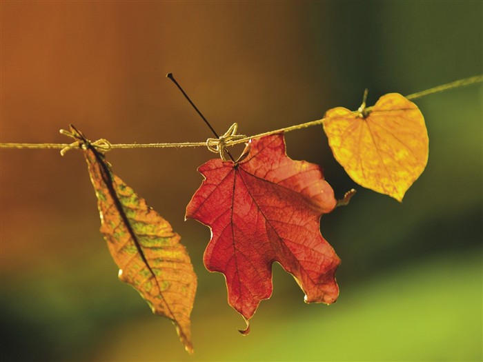 Dickes Herbstlandschaft Tapete #2