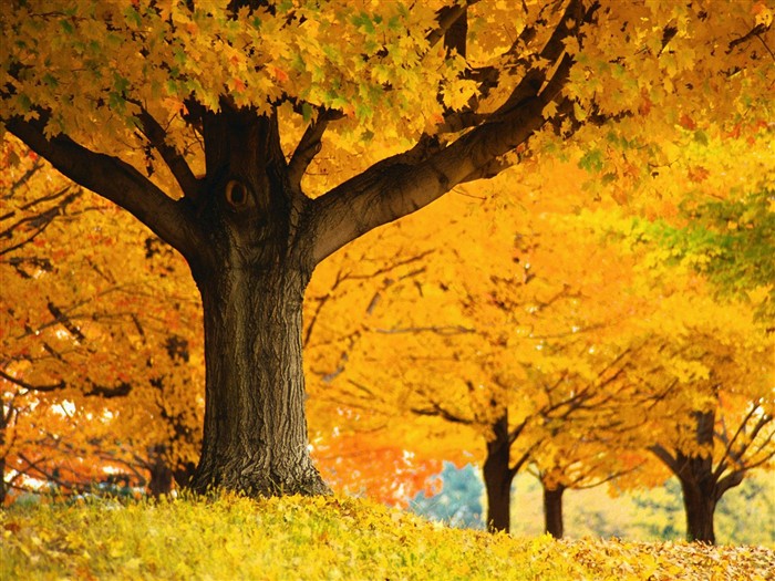 Dickes Herbstlandschaft Tapete #10