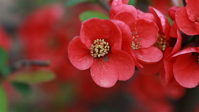 Flores de primavera (Minghu obras Metasequoia) #1