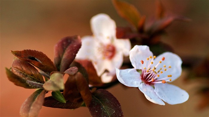 jarní květiny (Minghu Metasequoia práce) #4