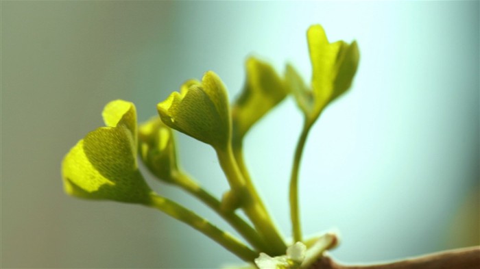 jarní květiny (Minghu Metasequoia práce) #5