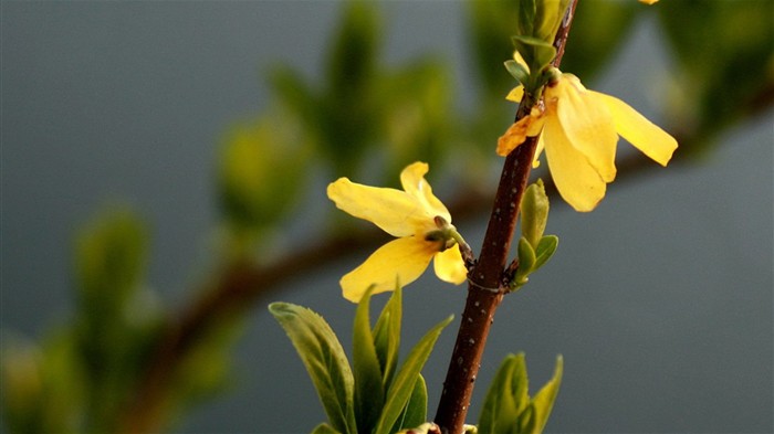 Flores de primavera (Minghu obras Metasequoia) #6