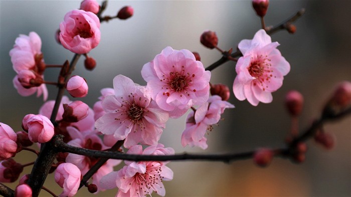 Flores de primavera (Minghu obras Metasequoia) #8
