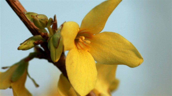 Spring flowers (Minghu Metasequoia works) #10
