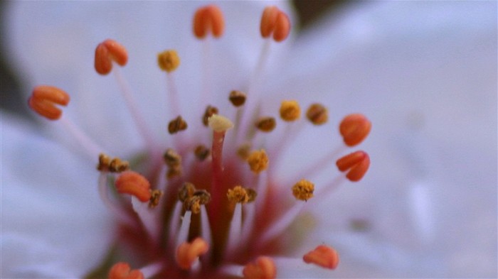 Frühlingsblumen (Minghu Metasequoia Werke) #12