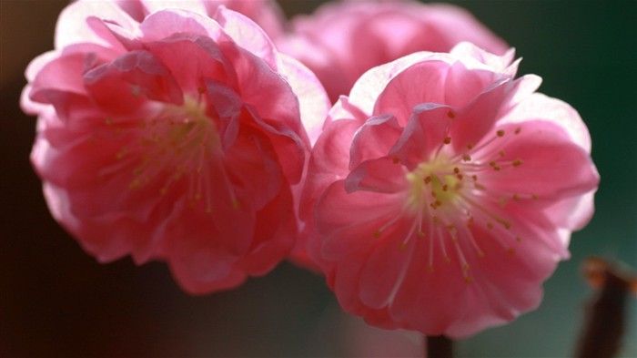 Flores de primavera (Minghu obras Metasequoia) #14