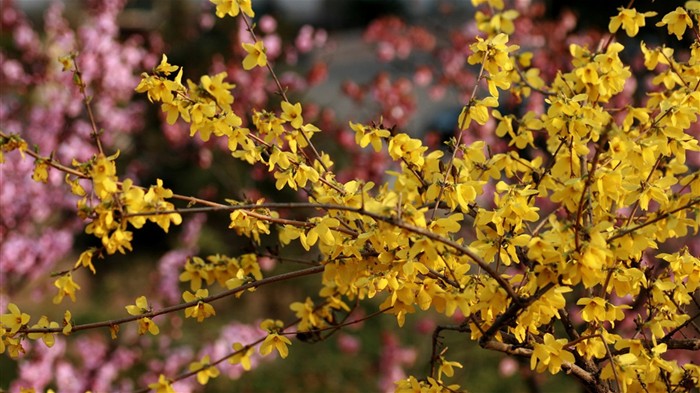 Flores de primavera (Minghu obras Metasequoia) #15