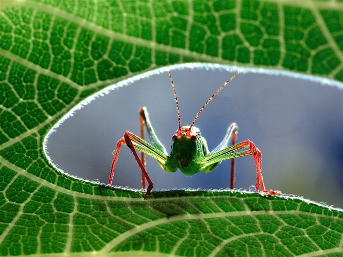 Fond d'écran photo d'insectes #1