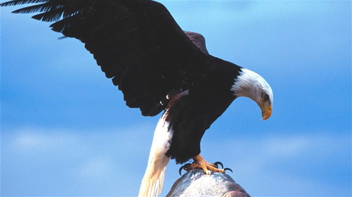 Eagle křídla letět wallpaper #6