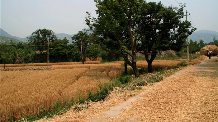 Пшеница знакомые (Minghu Метасеквойя работ) #1