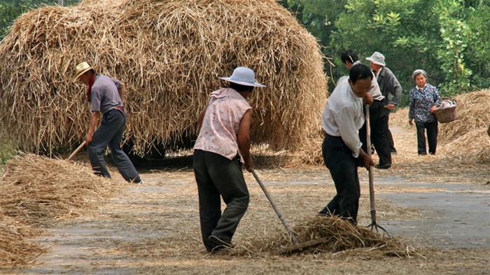 Pšenice známé (Minghu Metasequoia práce) #3