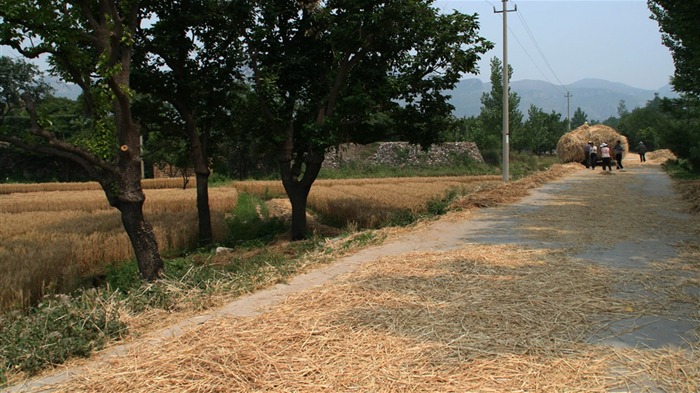 Pšenice známé (Minghu Metasequoia práce) #6