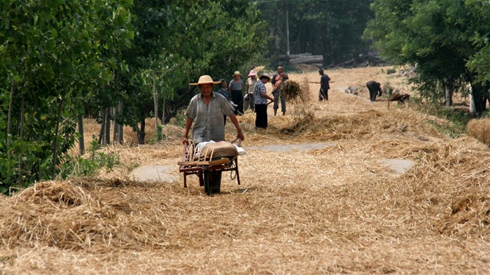 Pšenice známé (Minghu Metasequoia práce) #7