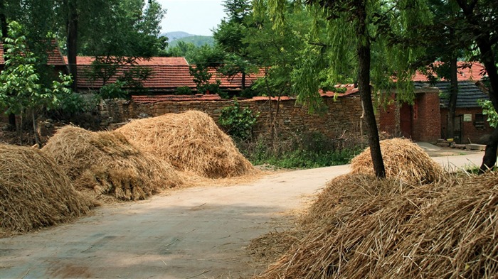 Pšenice známé (Minghu Metasequoia práce) #9
