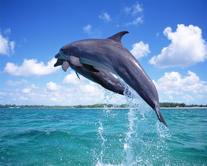 Fondo de pantalla de fotos de delfines #1