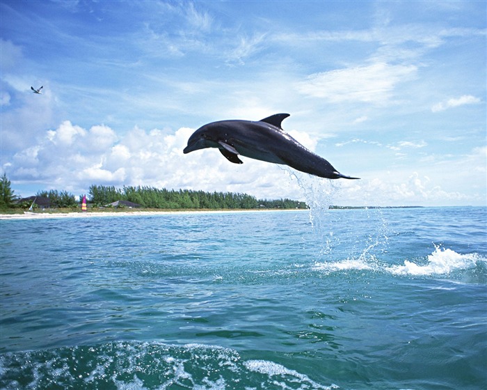 Дельфин Фото обои #2