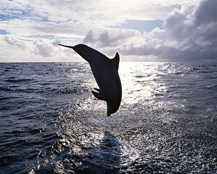 Fondo de pantalla de fotos de delfines #3