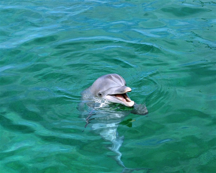 delfínů Foto Wallpaper #5