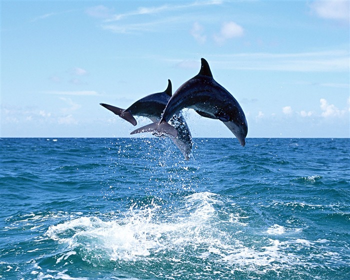 Fondo de pantalla de fotos de delfines #7