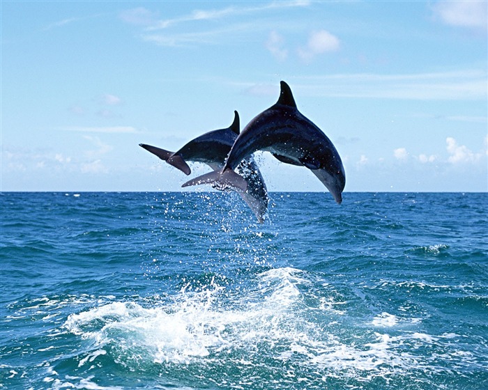 Dolphin Photo Wallpaper #7