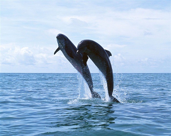delfínů Foto Wallpaper #8