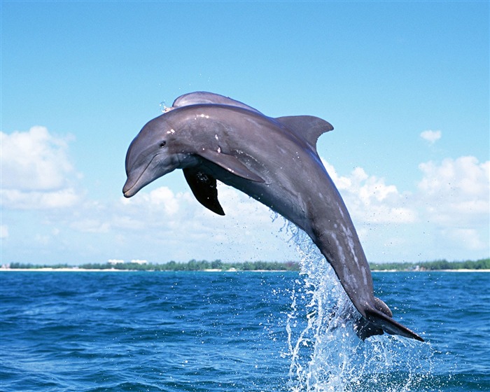 Fondo de pantalla de fotos de delfines #10