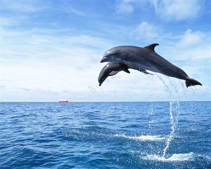 delfínů Foto Wallpaper #11