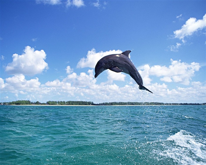 Fondo de pantalla de fotos de delfines #12