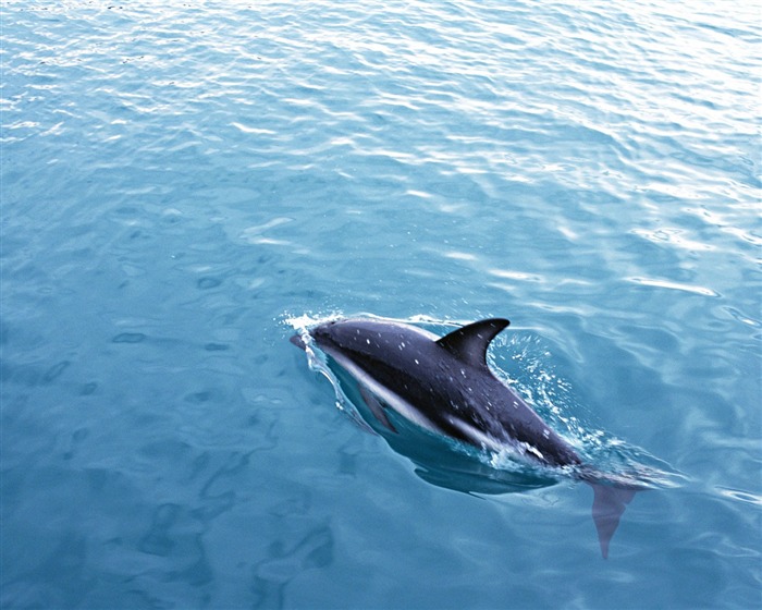 Fondo de pantalla de fotos de delfines #13