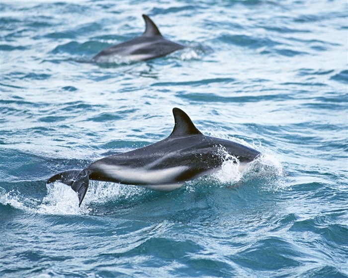 Fondo de pantalla de fotos de delfines #14