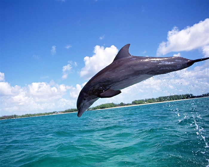 Fondo de pantalla de fotos de delfines #15