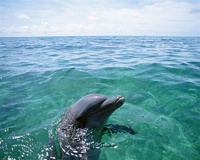 Дельфин Фото обои #16