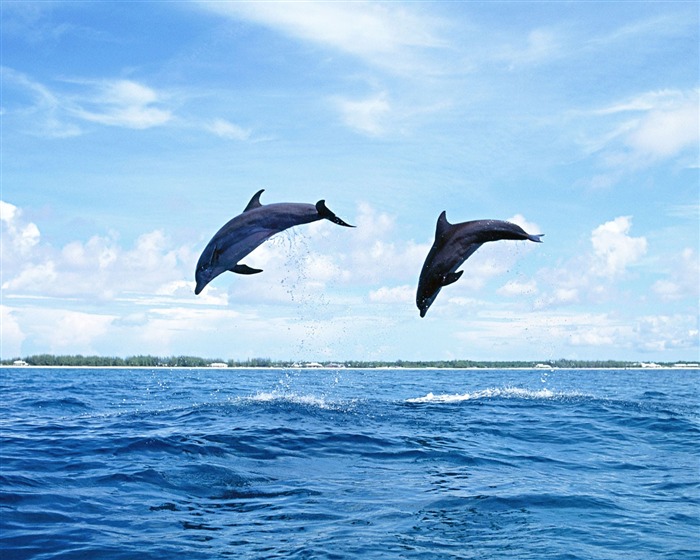 Fondo de pantalla de fotos de delfines #20