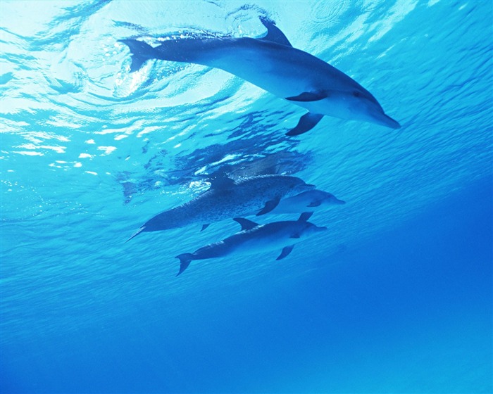 delfínů Foto Wallpaper #24