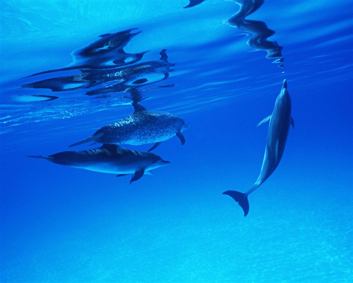 delfínů Foto Wallpaper #25