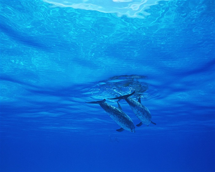 delfínů Foto Wallpaper #26