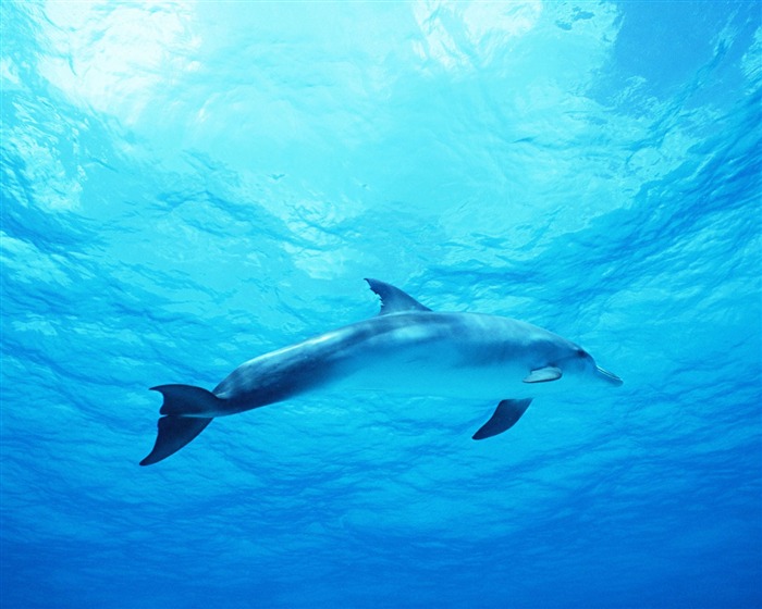 Fondo de pantalla de fotos de delfines #31