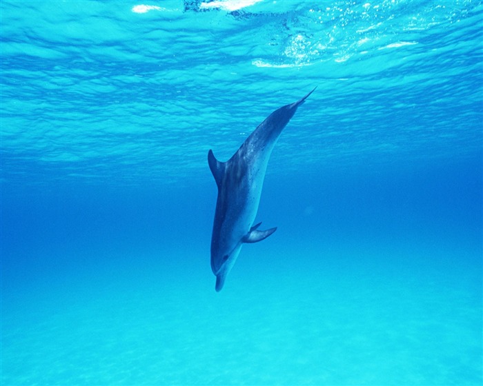 Fondo de pantalla de fotos de delfines #32